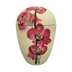 Orchidee rot - creme