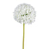 Allium 89cm weiß