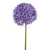 Allium 89cm lila