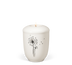 Cremeweiß Pusteblume
