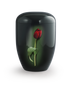 Tulpe