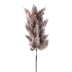 Pampasgras 88cm aubergine