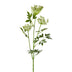 Schleierkraut 84cm weiß