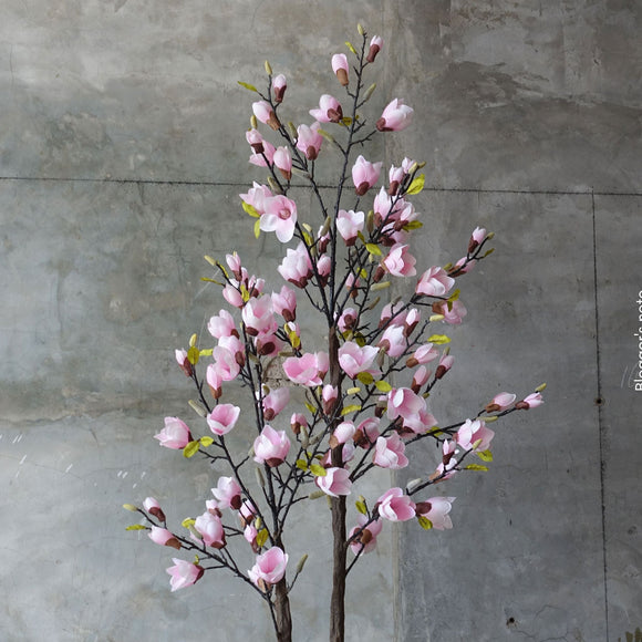 Magnolienstrauch