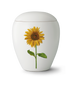 Weiß Sonnenblume