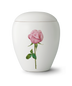 Weiß Rose