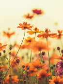 Farewell Print Premium Roll-Up 150-4