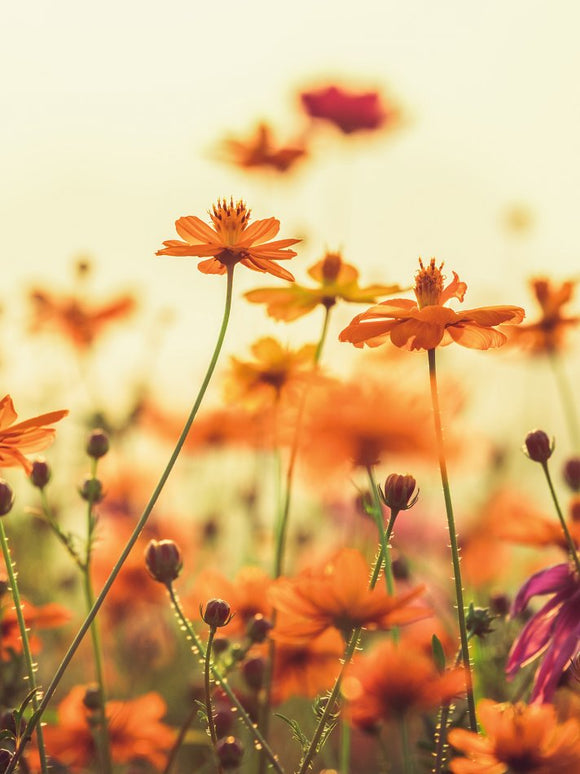 Farewell Print Premium Roll-Up 150