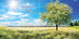 Frühlingswiese QUADRO