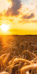 Ähren im Sonnenuntergang