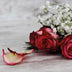 Rose Schleierkraut DUO