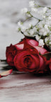 Rose Schleierkraut