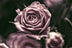 Rose Altrose TRIO