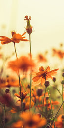 Farewell Print Premium Roll-Up 100 UNO-16