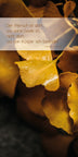 Golden Ginkgo