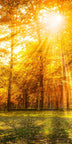 Herbstwald 2