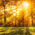 Herbstwald 2 DUO