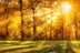 Herbstwald 2 TRIO