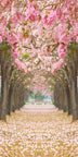 Kirschblütenallee