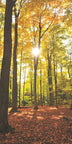 Waldlichtung 2
