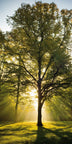 Waldlichtung 4