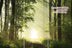 Waldweg TRIO
