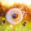 Farewell Print Premium Roll-Up 100 DUO-22