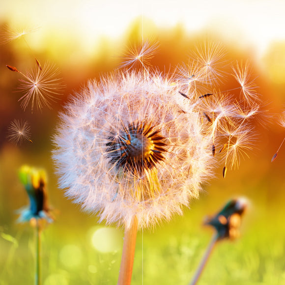 Farewell Print Premium Roll-Up 100 DUO